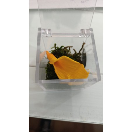Mini Calla giall  Stabilizzata in cubo di plexiglass